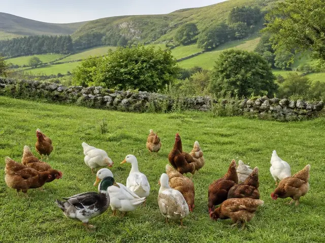 Huevos de Aldea y Aves de Corral