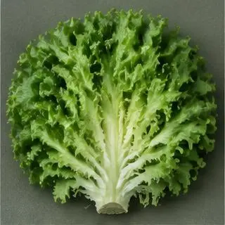 Escarola
