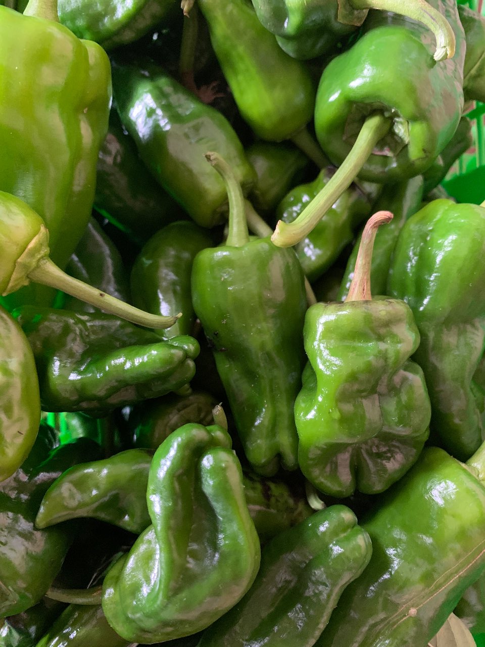 Pimientos de Padrón ecológicos
